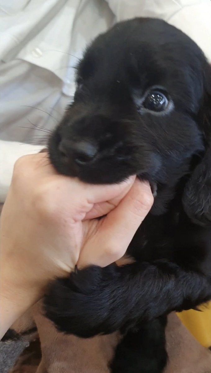 Puppies 🐶 (@puppiesiover) on Twitter photo 