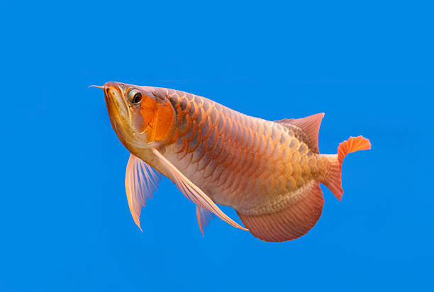 reborninx's tweet photo. We used to have this beautiful fish called Arowana with beautiful glimmery red scales when light is reflected at certain angles. Its notable for its resemblance to the Chinese red dragon, makes me wonder if we'll be able to get something like this in @AquariumQuestCo https://t.co/BpCFmvSGRv