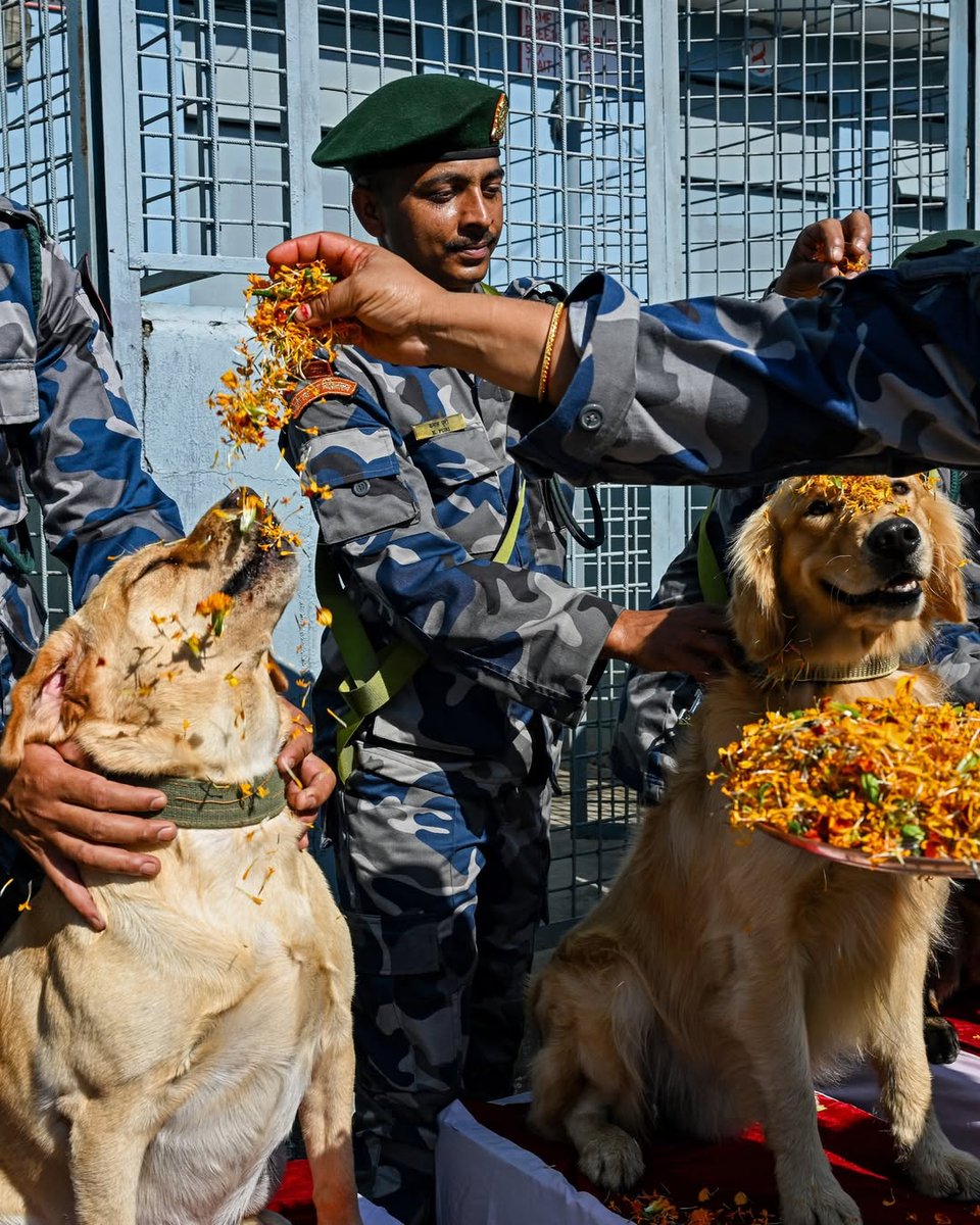 ndtv's tweet image. #InPics | Members of Nepal&apos;s Armed Police Force celebrate Kukur Tihar, a festival dedicated to dogs during &apos;Diwali&apos; at the Armed Police Dog Training School in Kathmandu