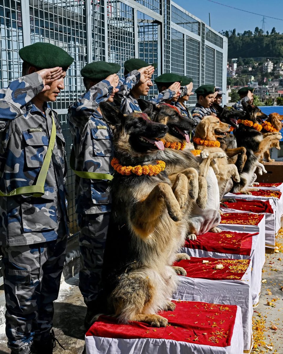 ndtv's tweet image. #InPics | Members of Nepal&apos;s Armed Police Force celebrate Kukur Tihar, a festival dedicated to dogs during &apos;Diwali&apos; at the Armed Police Dog Training School in Kathmandu