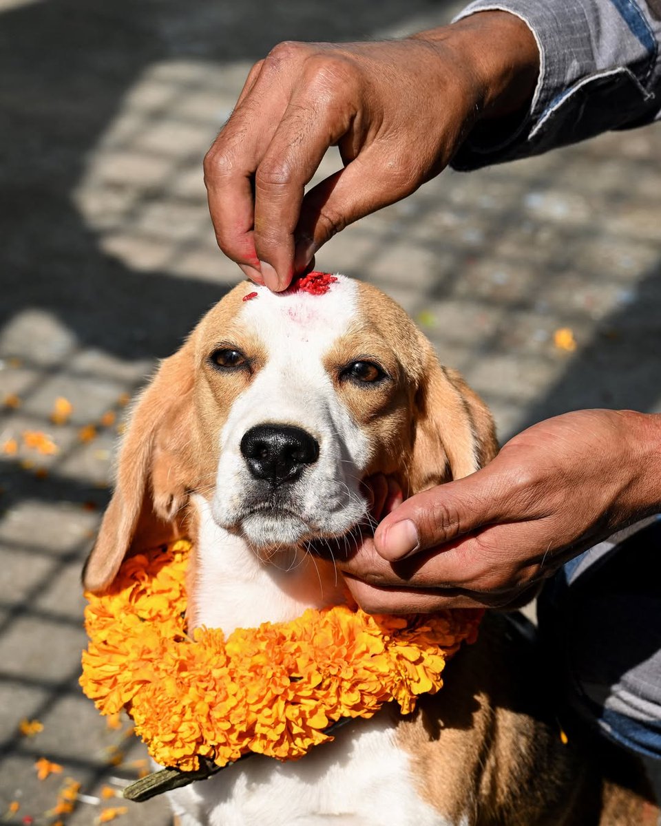 ndtv's tweet image. #InPics | Members of Nepal&apos;s Armed Police Force celebrate Kukur Tihar, a festival dedicated to dogs during &apos;Diwali&apos; at the Armed Police Dog Training School in Kathmandu