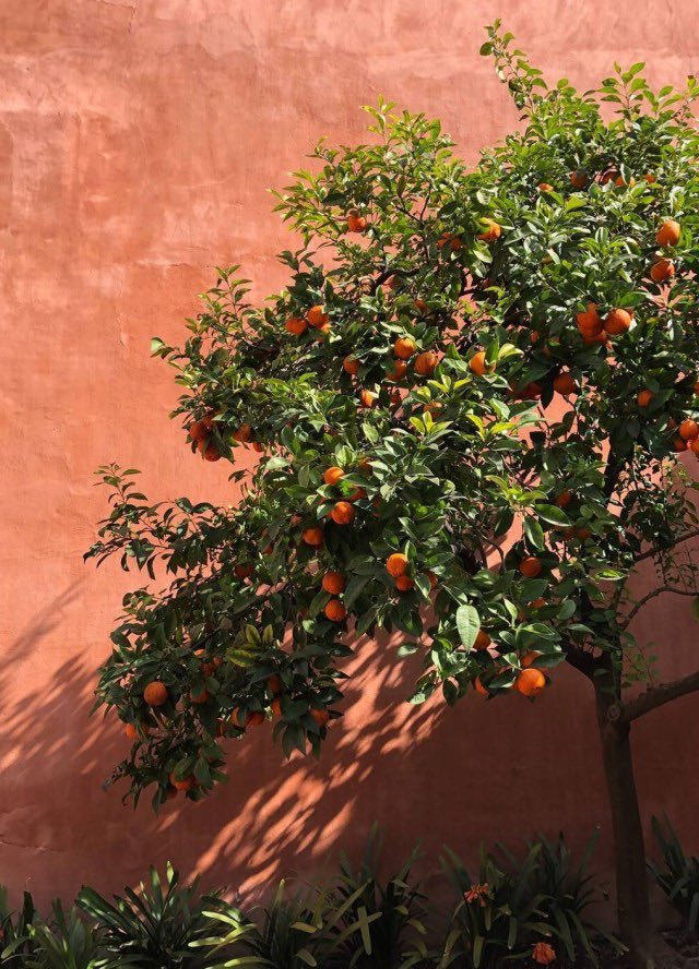 حنان tweet media