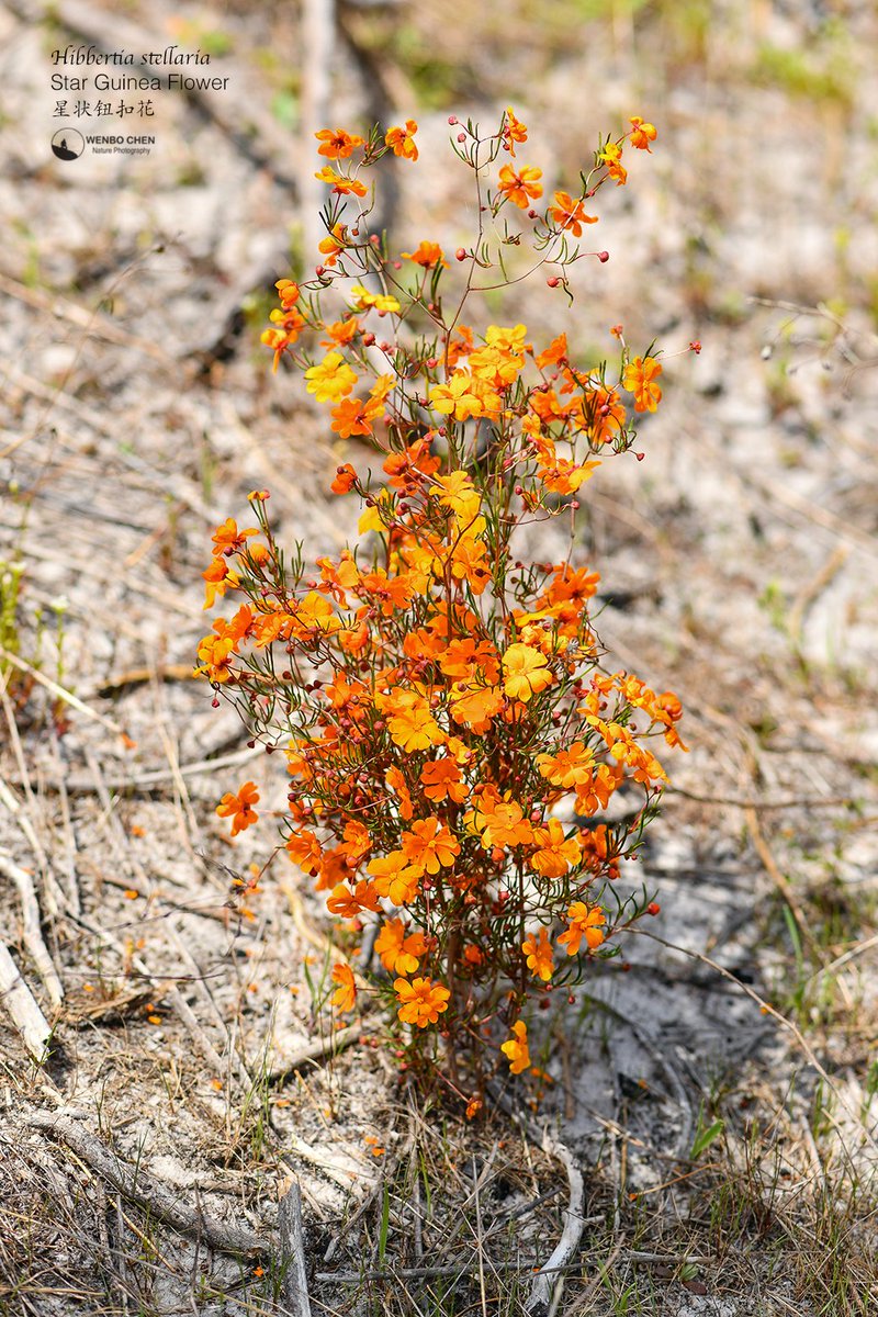 Wenbo77's tweet photo. I have to show the real colour of the star guinea flower (Hibbertia stellaria) here, so you can understand why I said X ruined my last short video and how amazing this Western Australian endemic is. https://t.co/1ZYLJJD6H5