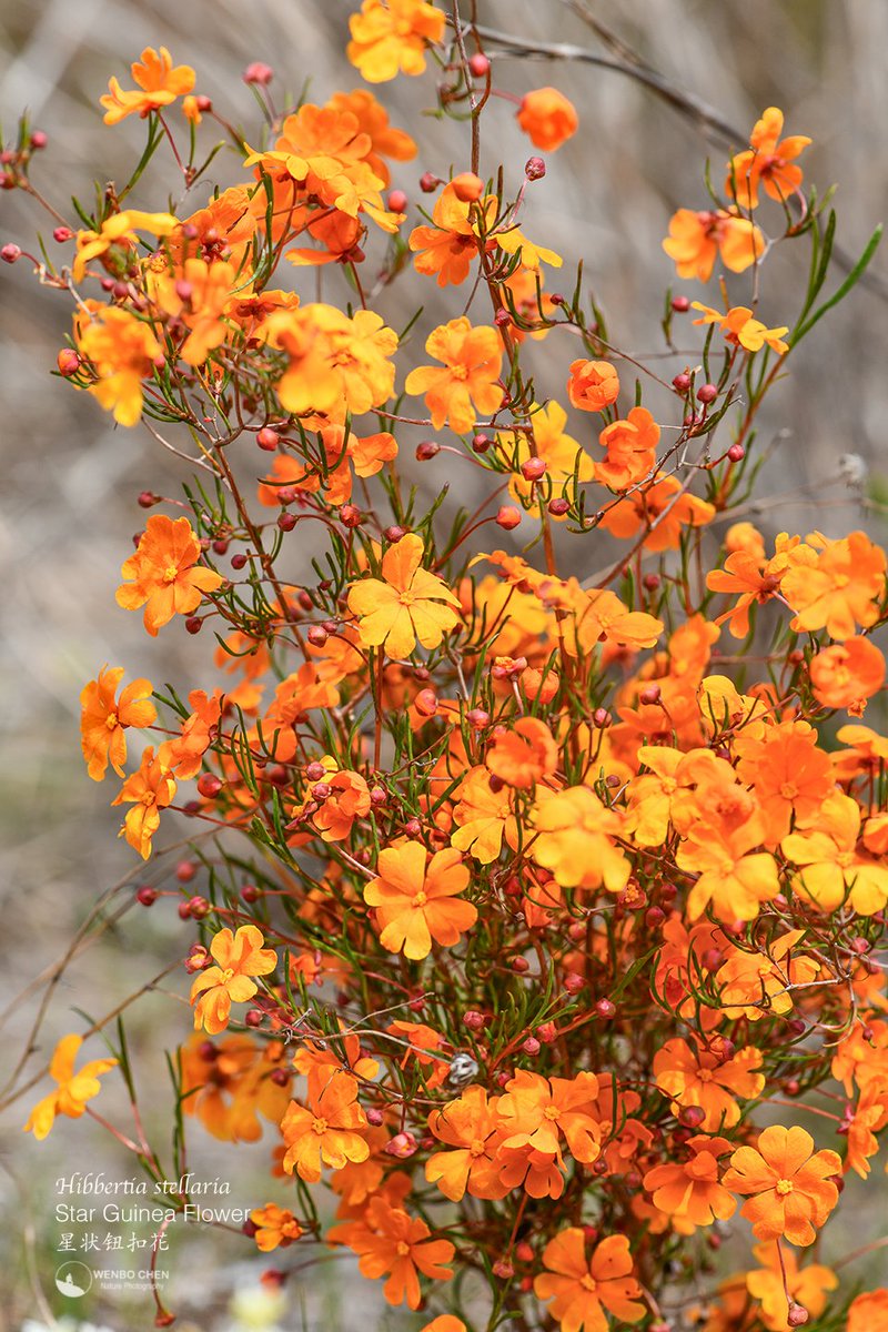 Wenbo77's tweet photo. I have to show the real colour of the star guinea flower (Hibbertia stellaria) here, so you can understand why I said X ruined my last short video and how amazing this Western Australian endemic is. https://t.co/1ZYLJJD6H5