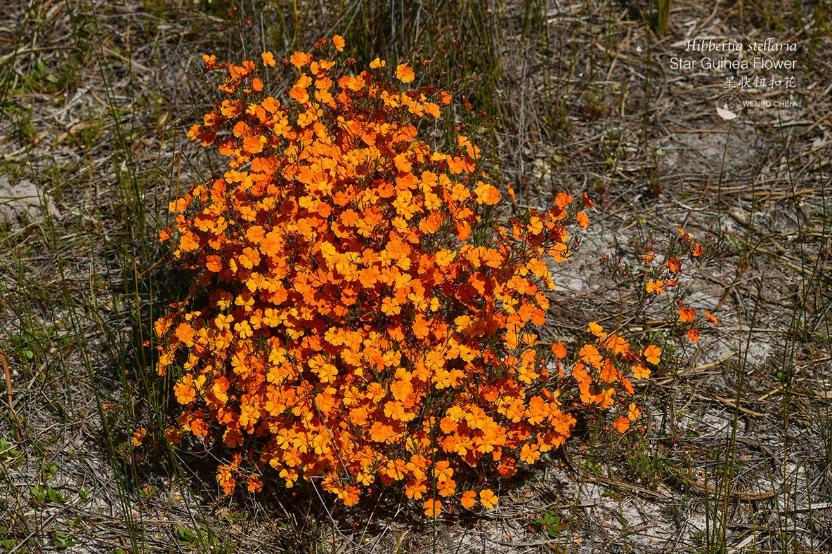 Wenbo77's tweet photo. I have to show the real colour of the star guinea flower (Hibbertia stellaria) here, so you can understand why I said X ruined my last short video and how amazing this Western Australian endemic is. https://t.co/1ZYLJJD6H5