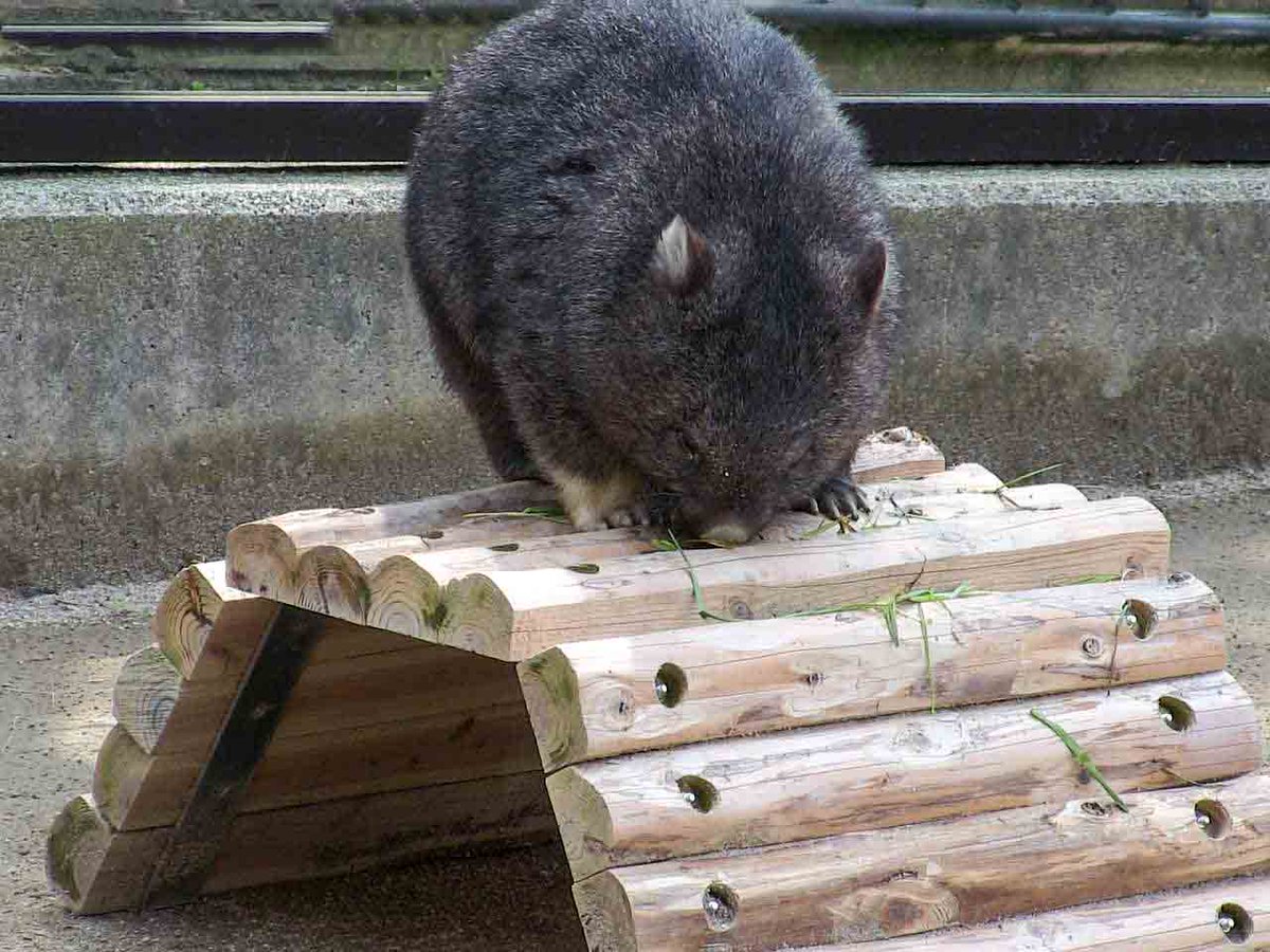ウォンバットのユキ （五月山動物園 ＠ 大阪府池田市）             
Wombat Yuki (Satsukiyama Zoo @ Ikeda-shi, Osaka, Japan)        
gourmet-travelogue.doorblog.jp/tag/%E3%82%A6%… 
#ウォンバット #Wombat #五月山動物園 #Satsukiyama #池田市 #Osaka