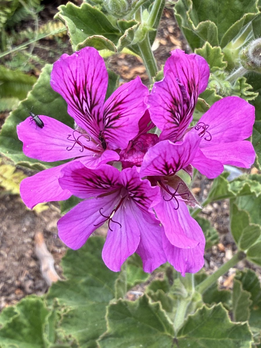 ‘Tis the season for pelargoniums.  #MagentaMonday 💜🩷 #indigenousflowers