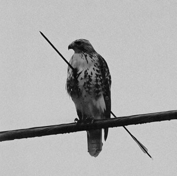 A black and white image of a bird perched on a wire with an arrow through it, symbolizing unbroken resilience