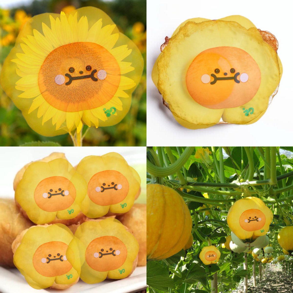ฉันว่าชีใจดีเหมือนฟักทองกว่าดอกทานตะวันอีก