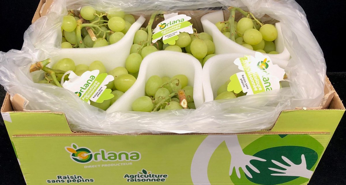 Le raisin Orlana des Pouilles

Orlana est une marque récente...

Lire la suite >>>banagrumes.com/produit/le-rai…