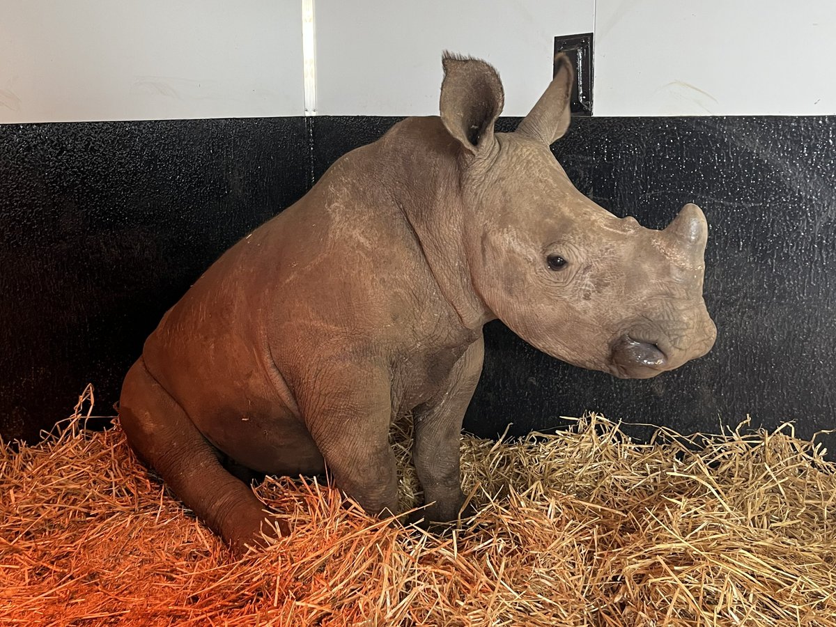 HelpingRhinos's tweet photo. A Monday glow-up as we celebrate two years since rhino Samson's rescue🧡 Rescued in 2023 after his mother had been killed by poachers, Samson settled well under the care of our orphanage team and two years on he is growing into a very handsome young bull🦏
https://t.co/nx7bsBInv9 https://t.co/QKOzFk4VKR