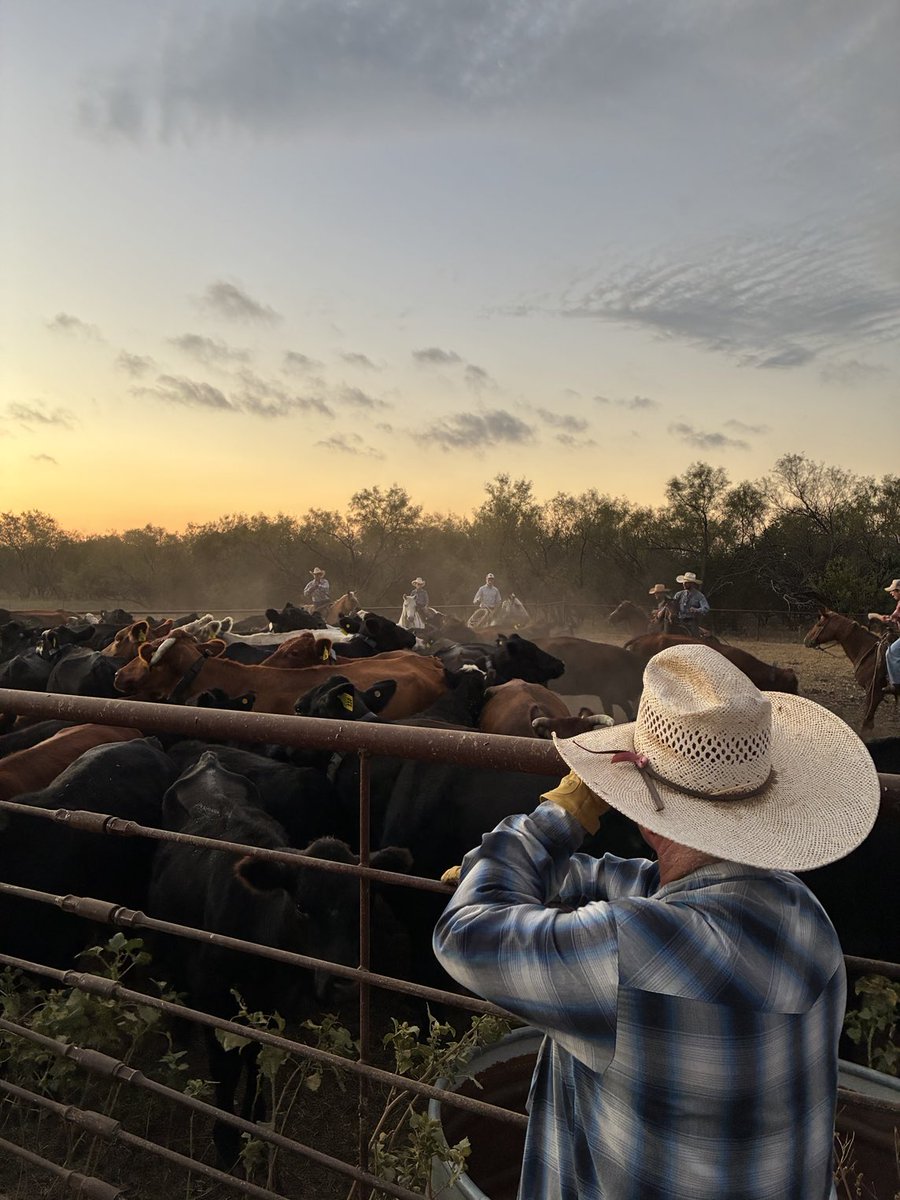 SimmonsBart's tweet image. Please support your local small farmer/rancher. Make some of your food purchases direct.
We are family owned & operated. We ship nationally. The 2SRanch.com - A regenerative ranch working 24/7 to restore the Great Grassland ecosystem-system of North America.