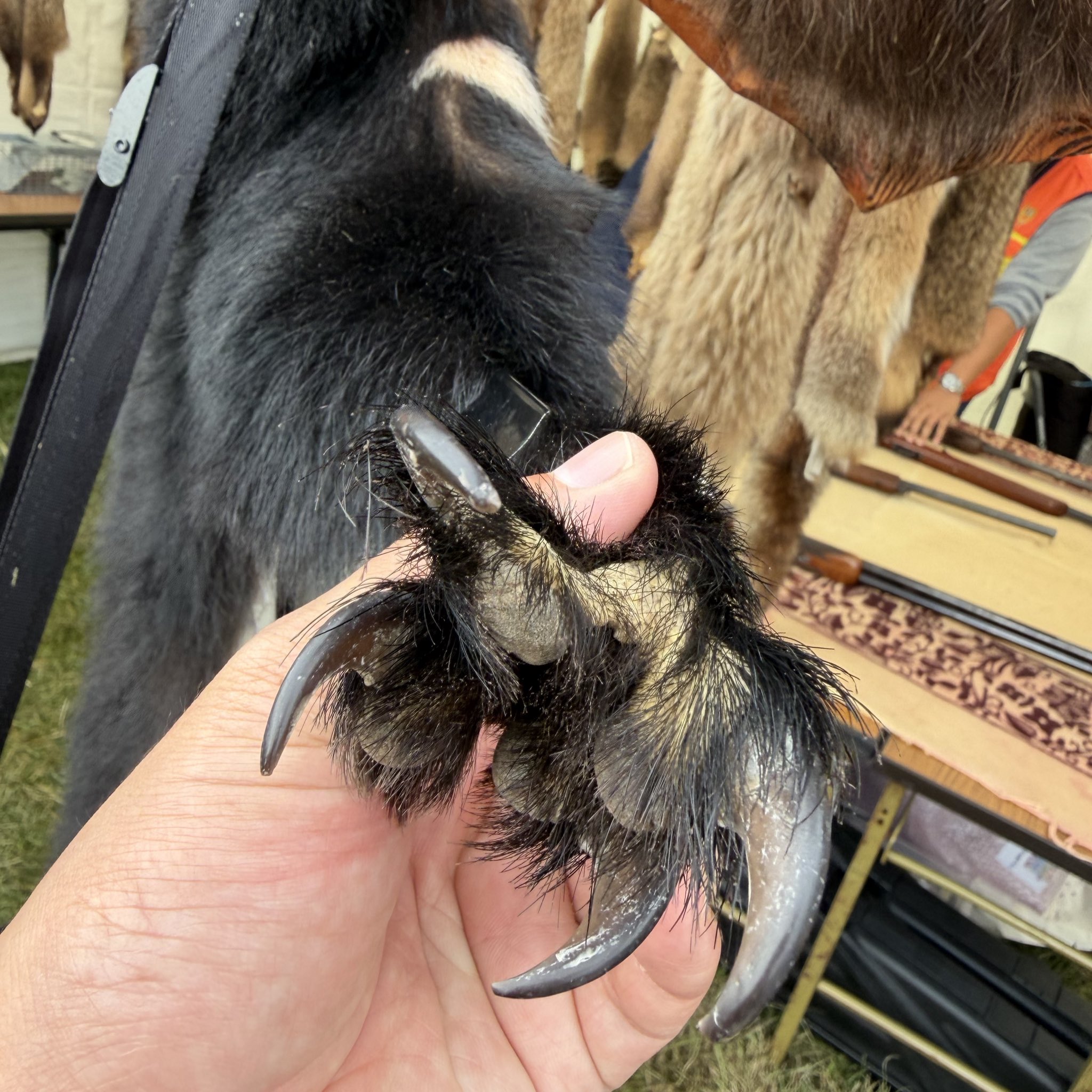 Y*6様 クマの爪 熊の爪 熊爪 羆爪 ヒグマの爪 大サイズ - メルカリ