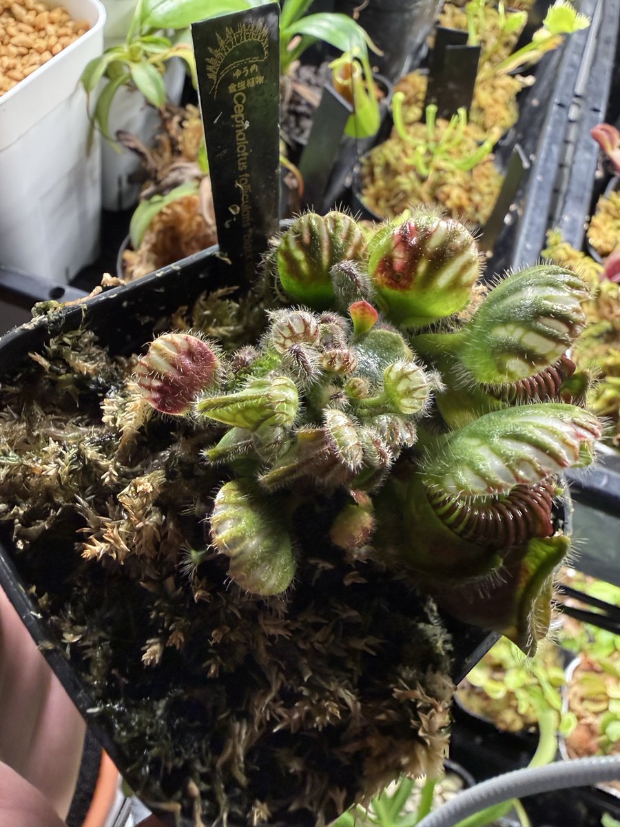 Cephalotus follicularis ”Black form” BCP
まぁまぁいい感じ？もっと冬に近づけば黒くなるはず