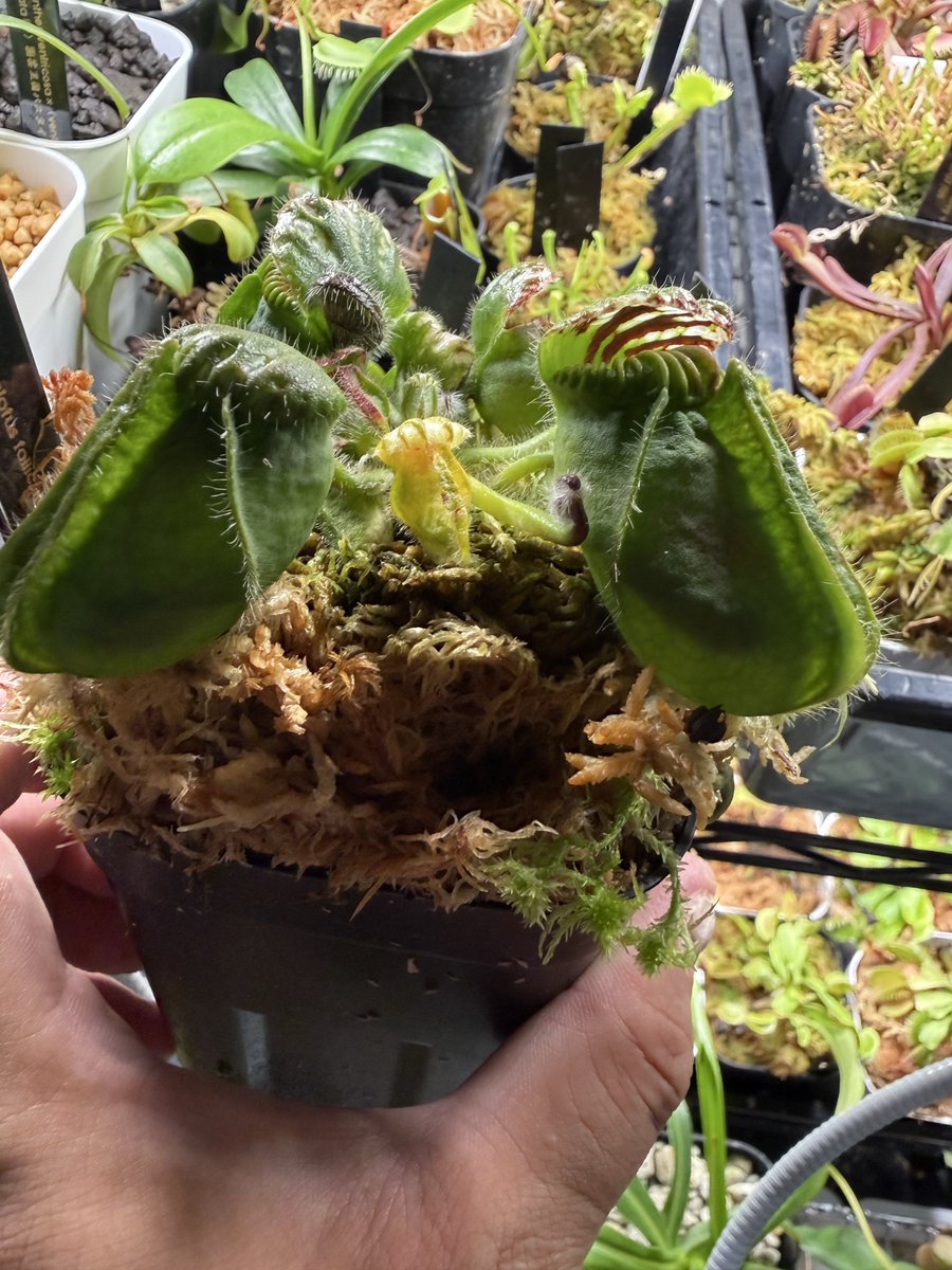 Cephalotus follicularis 'HMZ×SOHG' 
いいですね
だいぶ大きくなりました