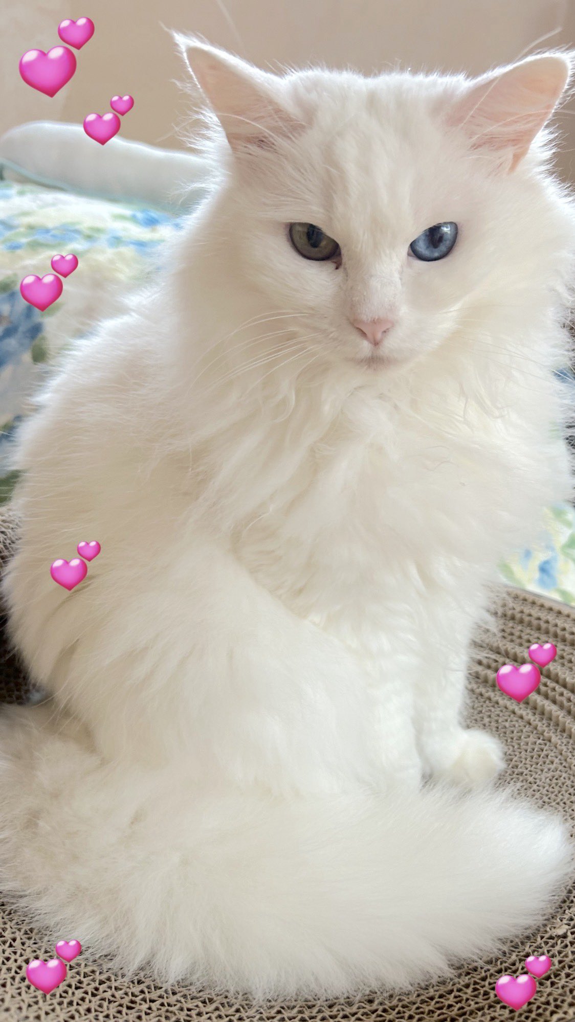 ラプンツェル♡です SINoALICE ーシノアリスー on X: 