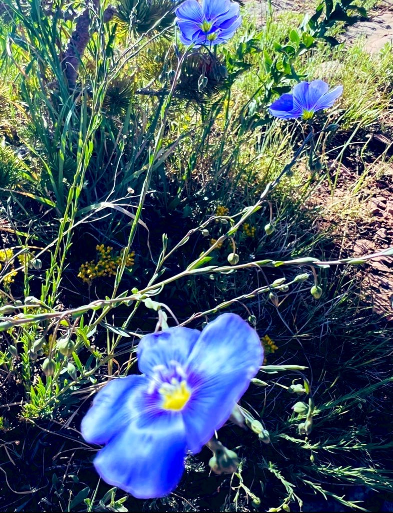 mooncougar61's tweet image. #BooBerry with a fly beside/over  🥁