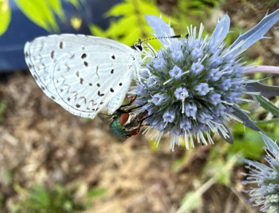mooncougar61's tweet image. #BooBerry with a fly beside/over  🥁