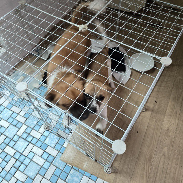 OOOHBONG's tweet photo. 도와주세요. 평생을 상가 건물 바닥. 아주 작은 케이지 속에 1년 생 남아 두 마리 (형제) 가 지내고 있다고 합니다. 임시 보호, 입양처 구합니다. 열악한 환경에 살고 있는 아이들을 구해주세요. https://t.co/XvvuuL2cvv