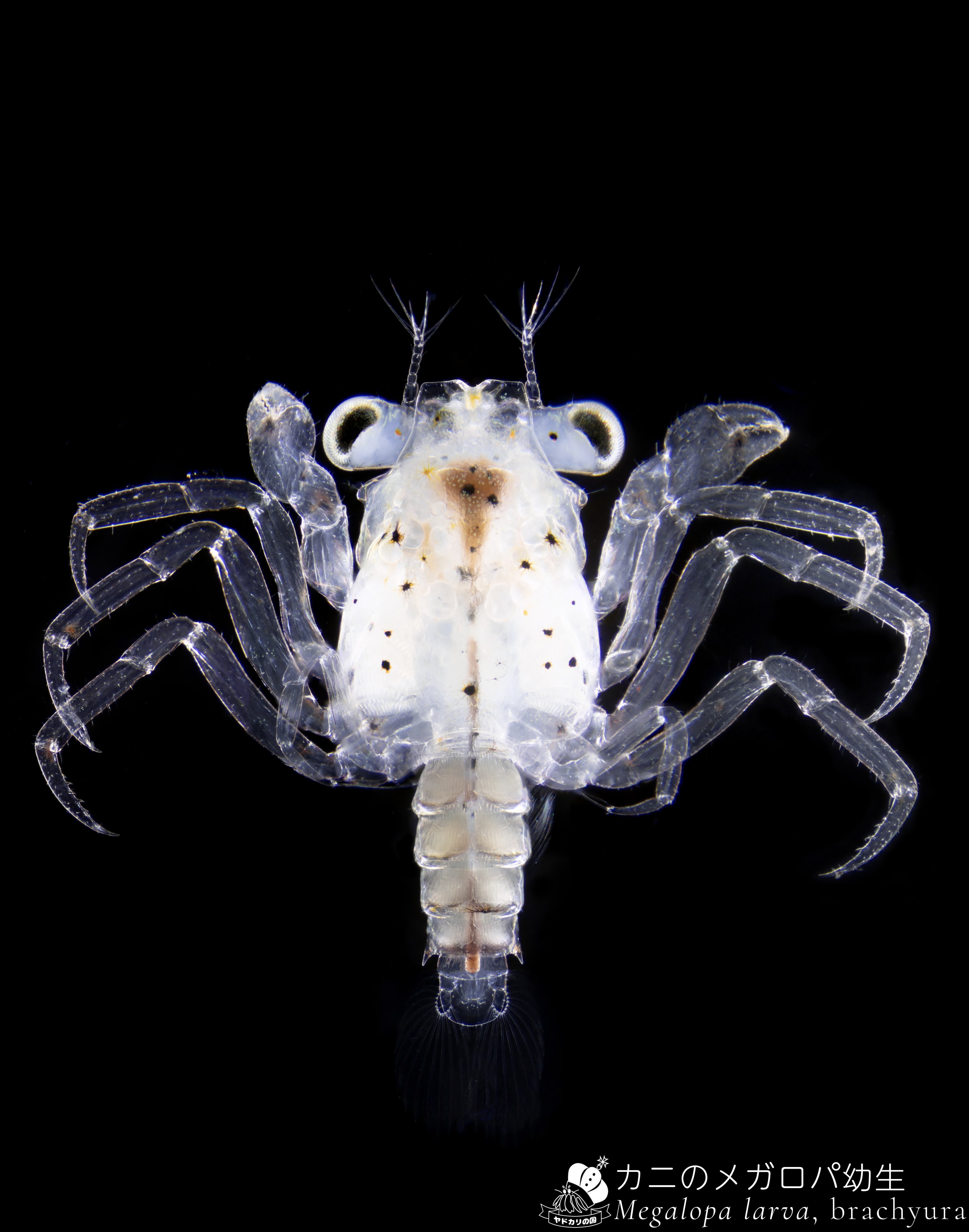 海鳴りページ Highlights by でんか (@K_theHermit) / X