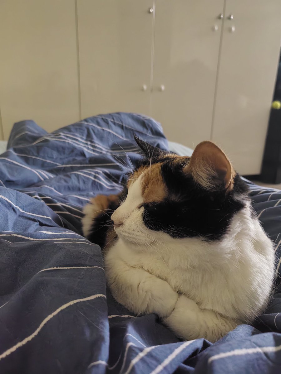 Отсыпной
Проснулись с кошкой, но не встали