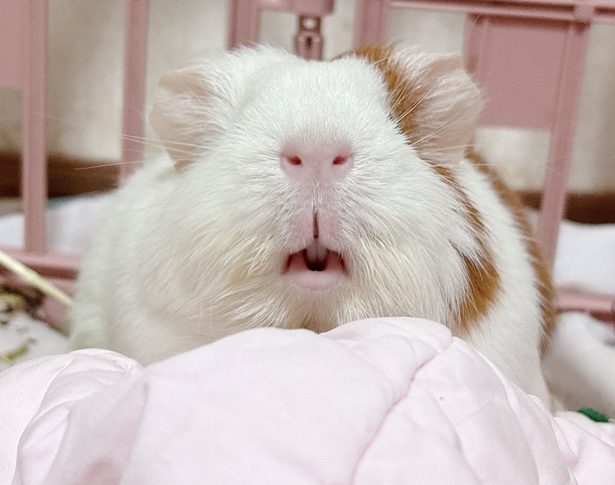 햄콩몽 (@hamkongmong) on Twitter photo 