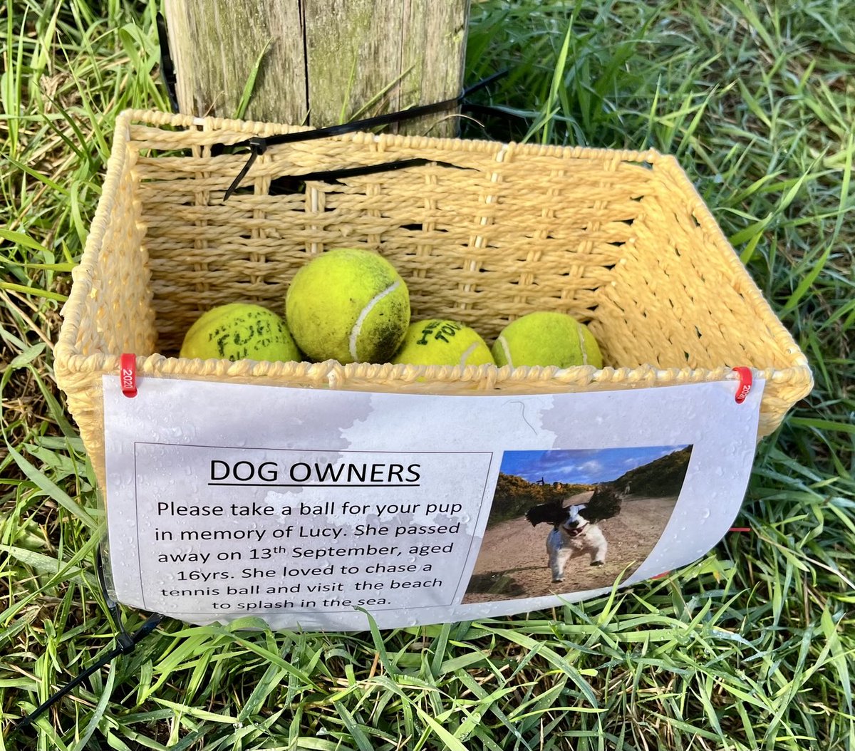 A basket of tennis balls beside the west beach in #NorthBerwick A lovely way to keep alive the memory of Lucy who was obviously a much loved dog - I’m sure her spirit still roams the beach chasing tennis balls.