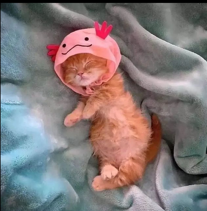 AWS is having problems today.

Everyone go back to bed.

Internet infrastructure will come back later today (probably).

Enjoy this cat picture.