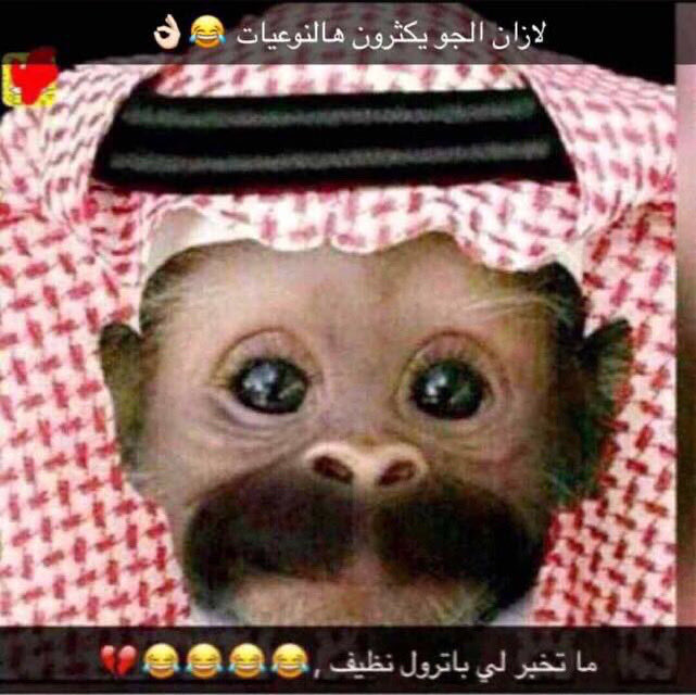 Monkey of the day tweet media