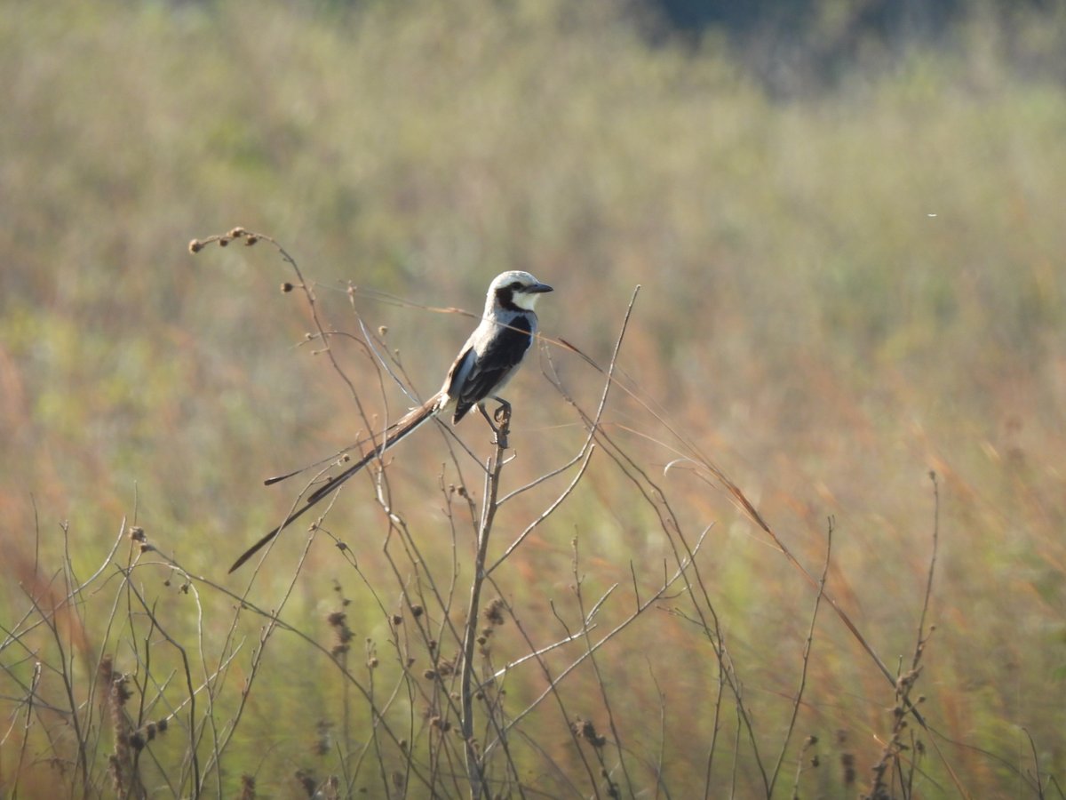 Cada vez mas reducido el hábitat del yetapá grande (Gubernetes yetapa) que depende de humedales con vegetación alta para su territorio, aceleradamente estos humedales se están secando y drenando.