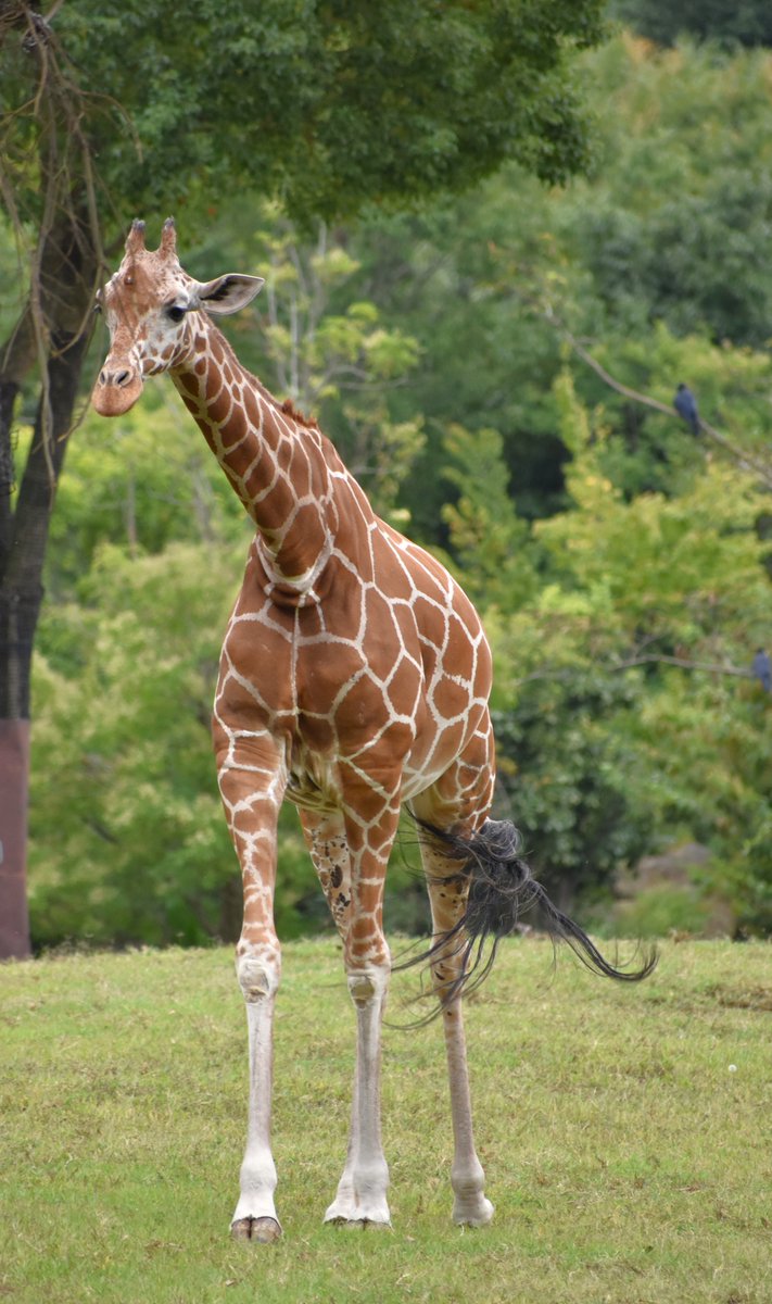 キリン - Search / X