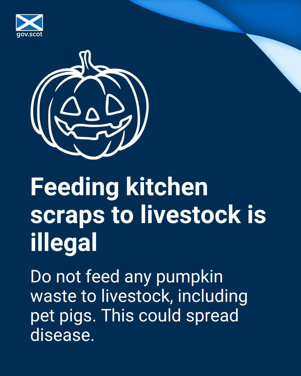 This Halloween, dispose of your pumpkins responsibly. Do not feed any pumpkin waste to livestock, including pet pigs. This could spread diseases such as African Swine Fever. More info: gov.scot/publications/a…