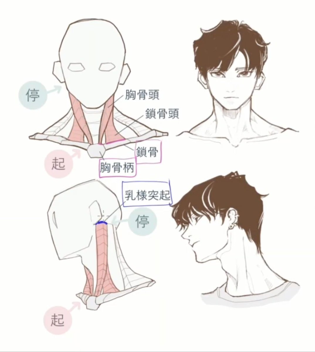 男性らしい首を描写するのに欠かせない「胸鎖乳突筋」

胸鎖乳突筋は首筋にある、鎖骨と胸骨から耳後ろの骨に繋がる筋肉です。
このラインを描写すると男性的な力強さを表現できます。特に、首をひねった時に浮き出る筋を意識するのがコツです。