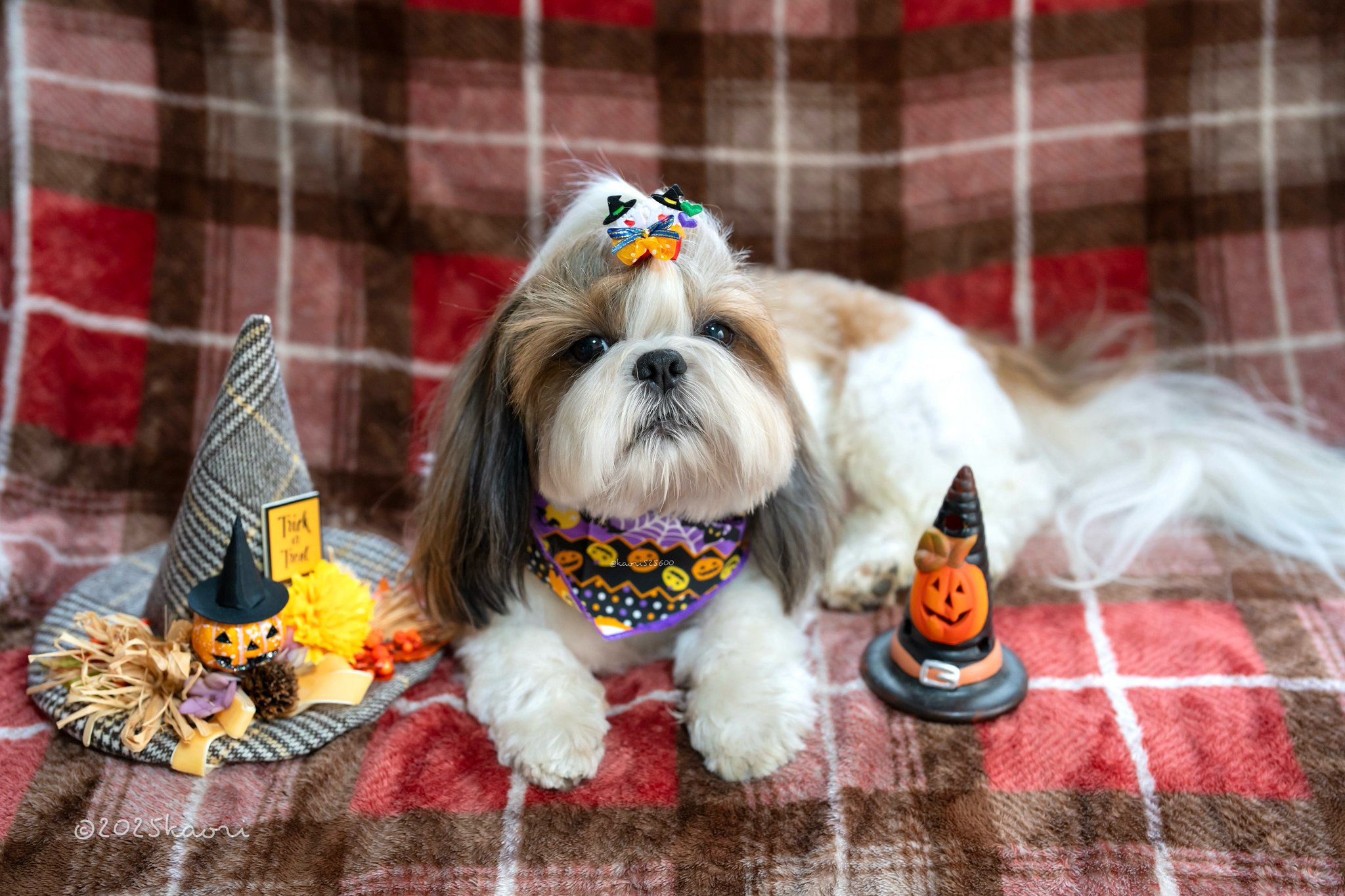 𝚔𝚊𝚘𝚛𝚒 on X: 