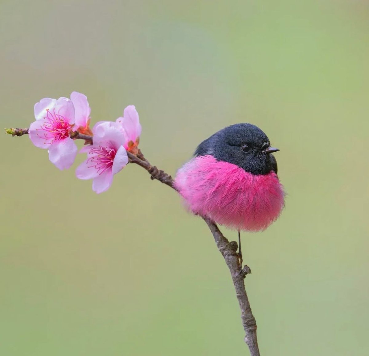 Tweet media one