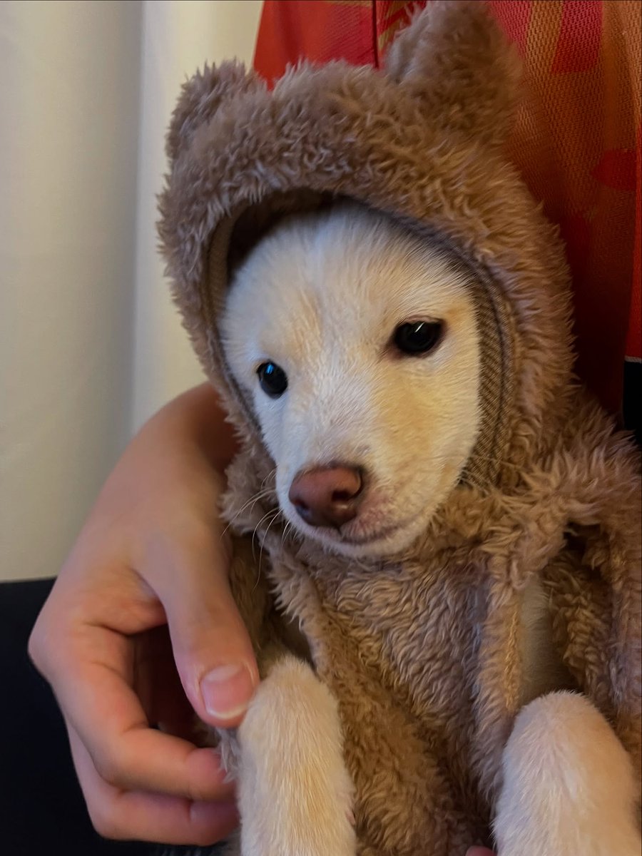 とんすけ (@tonsuke85) / Posts / X