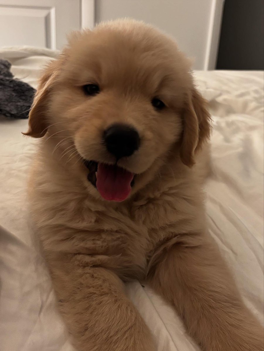 dogs so cute that could save the world tweet media