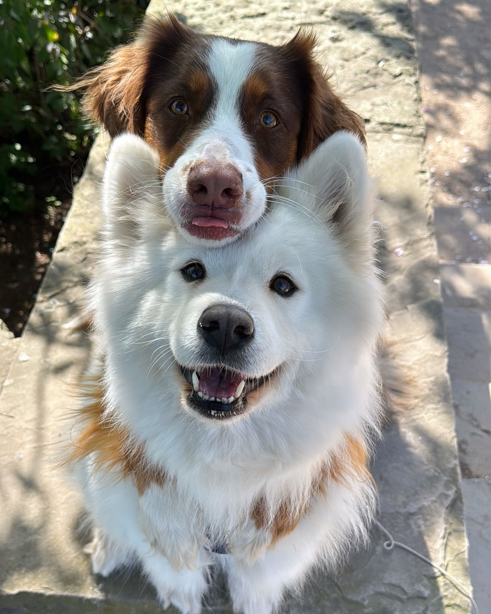 dogs so cute that could save the world tweet media