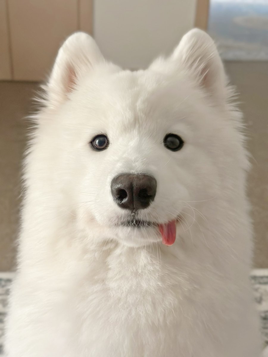 dogs so cute that could save the world tweet media