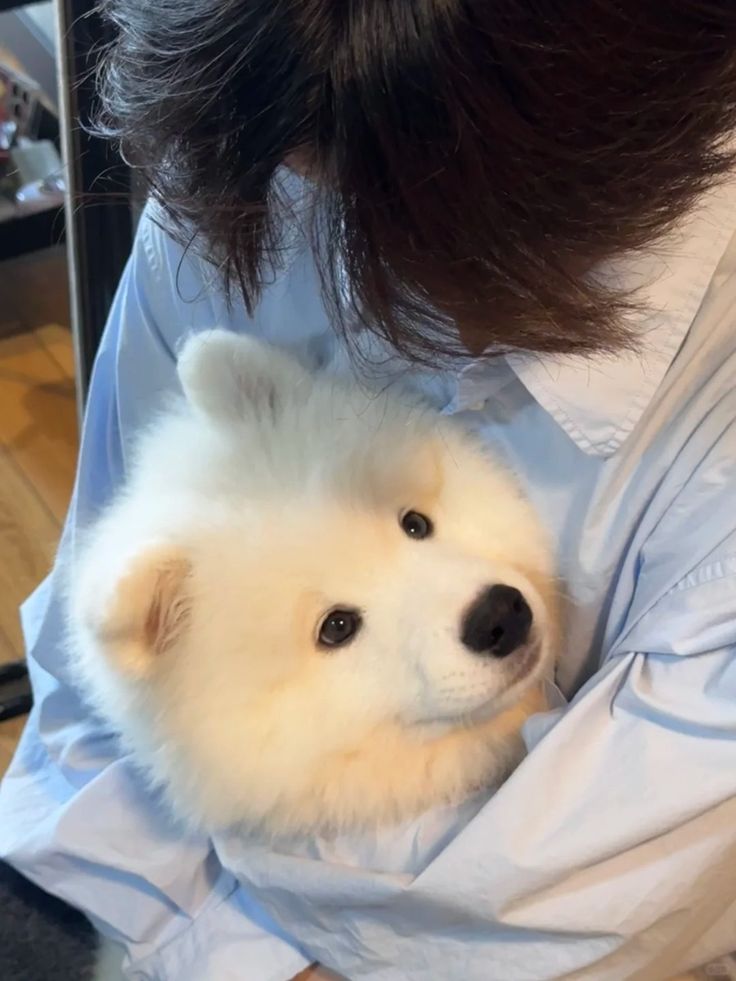 dogs so cute that could save the world (@dogssaveworld) on Twitter photo 