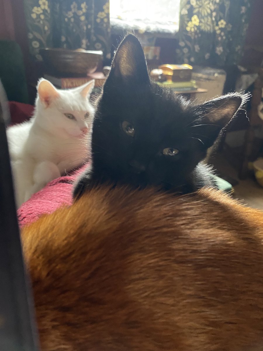 JP Relph - Novella "Watcher" out now (@relphjp) on Twitter photo A week ago the Void Distribution System sent this smol void my way. 
Born at a riding school, Joanie settled in about twelve seconds and is loving life. Her BFF is my dementia-haunted 17yr old orange cat. 
Thank you VDS - we all kinda love her 🖤 A week ago the Void Distribution System sent this smol void my way. 
Born at a riding school, Joanie settled in about twelve seconds and is loving life. Her BFF is my dementia-haunted 17yr old orange cat. 
Thank you VDS - we all kinda love her 🖤