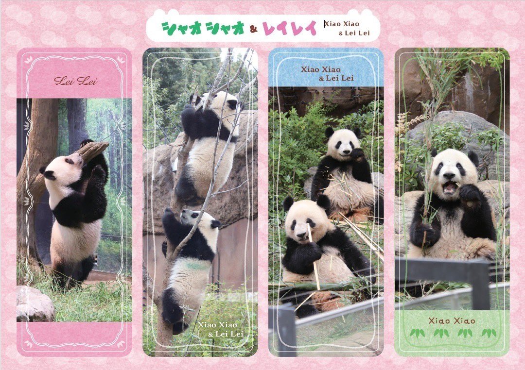 パンダページ 5点おまとめ 技術評論社パンダ部 (@gihyo_panda) / Posts / X