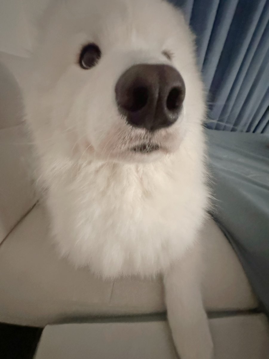 dogs so cute that could save the world tweet media