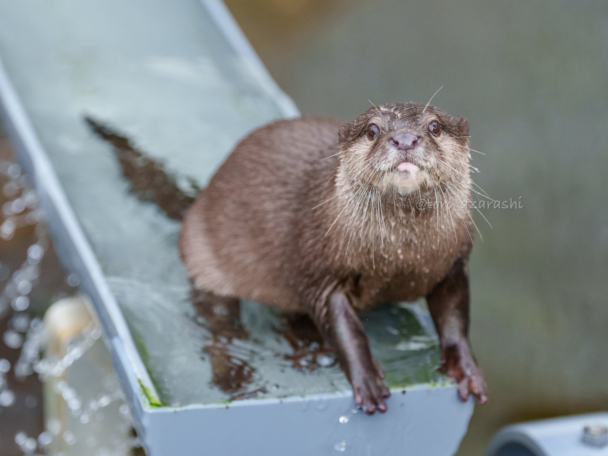カワウソ とろ on X: 