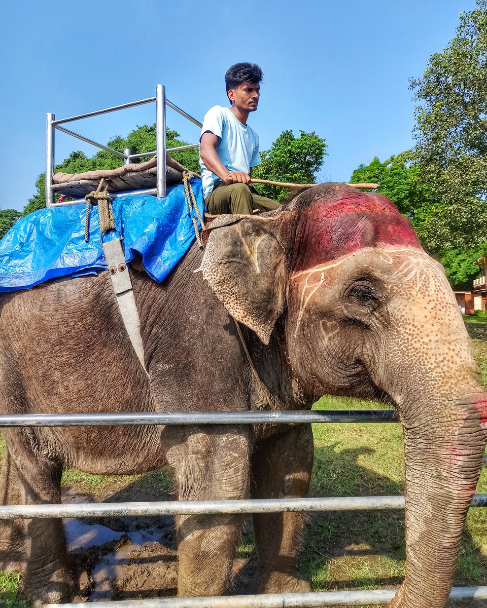 imaviinash's tweet image. Into Nepal’s wild heart—where elephant footsteps and river ripples tell the story of Chitwan Sauraha 🐘🌿
.
.
.

#chitwan #sauraha #nepaltravel #jungleadventure #wildlifeescape #traveldiaries #travel2025 #wanderlust #travelnepal #naturelovers #elephantride #canoeingadventure
