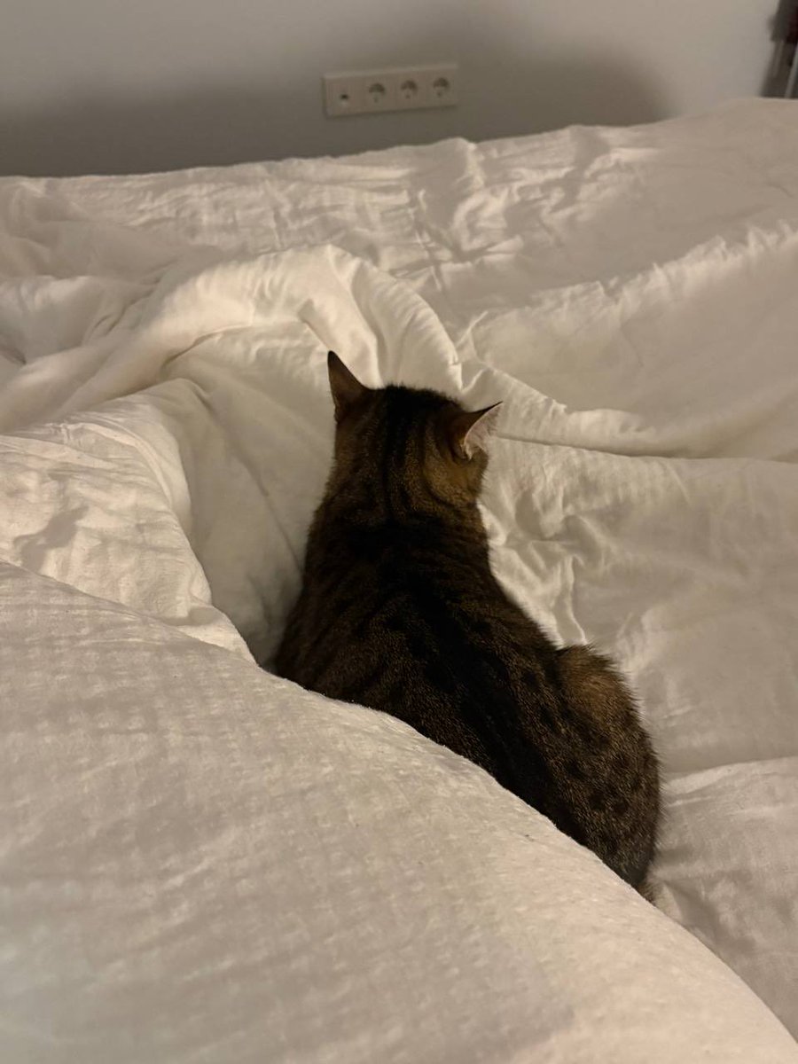 Age is nothing but a number 

Musya is 11 years old.  She lived in Cats on Mars for almost 3 years.  She ran to every visitor looking for new home.  Always sitting on their laps and purring.  But her age was always a problem

Until yesterday.  Thank you for taking Musya home.