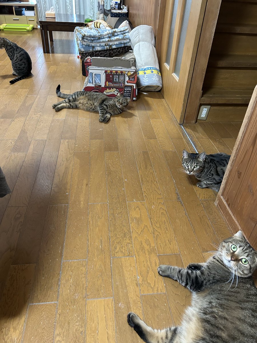 キジトラのヒメSHOP♕ページ（作成中） キジトラのヒメSHOP♕ページ（作成中） キジトラのヒメSHOP