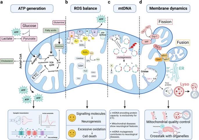 William A. Wallace, Ph.D. (@drwilliamwallac) on Twitter photo A simple guide to how mitochondria work. 4️⃣ primar jobs
Mitochondria are more than the “powerhouse of the cell.” They’re multitasking organelles that control energy, stress, genetics, and even cell survival. Here are the 4 primary jobs they do:
1️⃣ ATP Generation (Energy A simple guide to how mitochondria work. 4️⃣ primar jobs
Mitochondria are more than the “powerhouse of the cell.” They’re multitasking organelles that control energy, stress, genetics, and even cell survival. Here are the 4 primary jobs they do:
1️⃣ ATP Generation (Energy