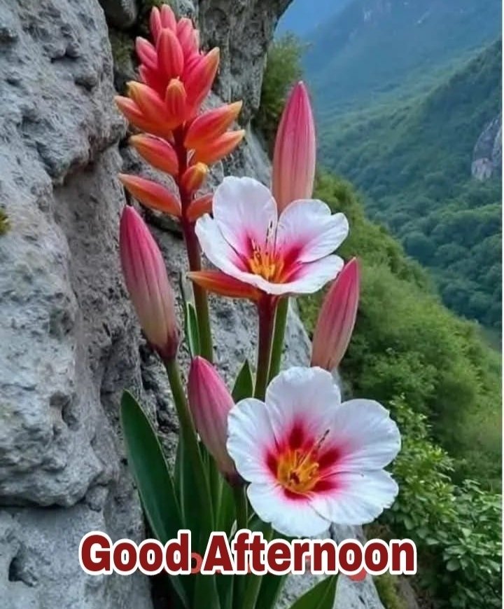 शुभ दोपहर
#शुभ_दोपहर