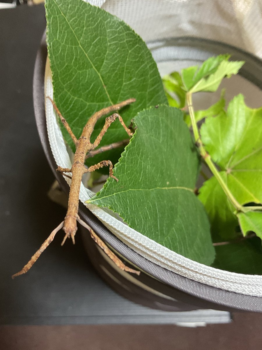 hajitan06211's tweet photo. Achrioptera manga
アクリオプテラマンガ
いいぞーいいぞー‼️
大きくなってる😆
#アクリオプテラマンガ #ナナフシ #AchriopteraManga #StickInsect #Phasmid #Phasmatidae https://t.co/rQcHUVQJfj